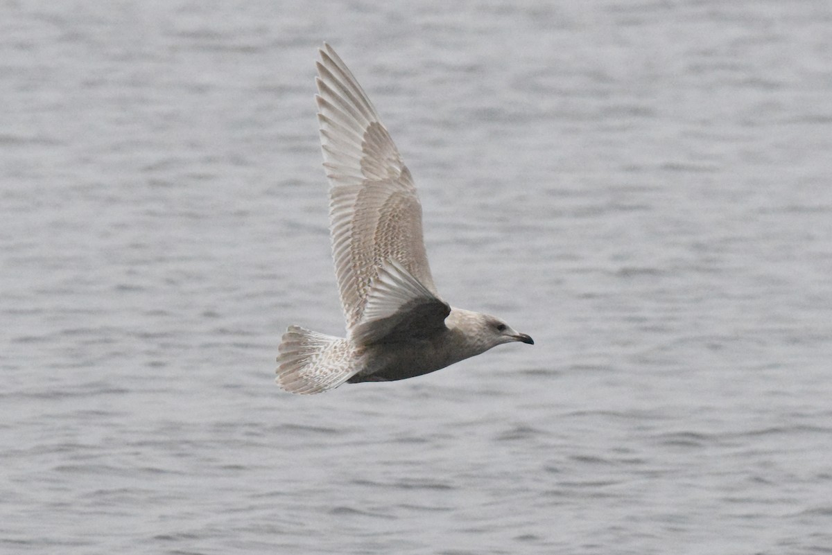 アイスランドカモメ（亜種 カナダカモメ） - ML646385209