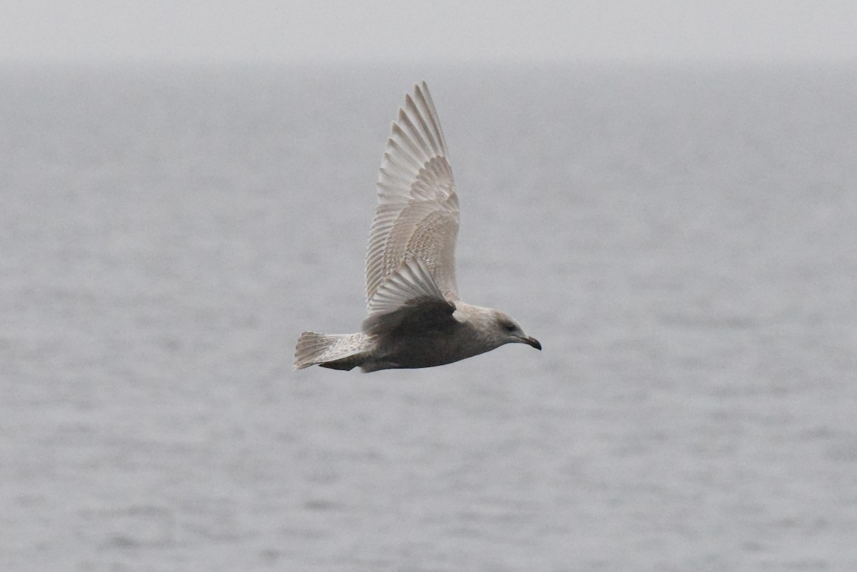 アイスランドカモメ（亜種 カナダカモメ） - ML646385210