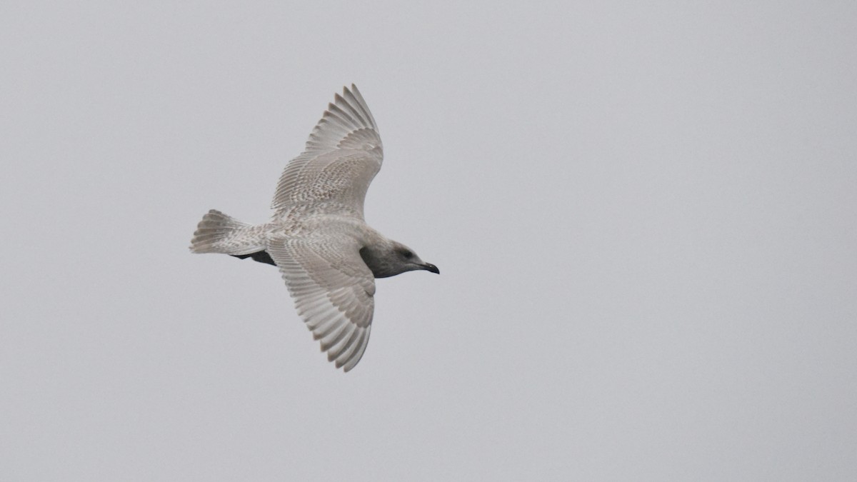 アイスランドカモメ（亜種 カナダカモメ） - ML646385212