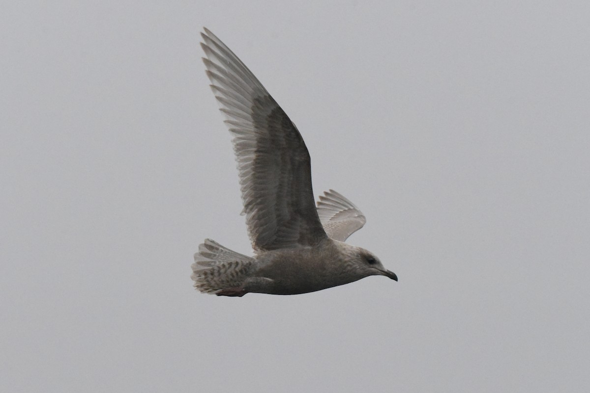 アイスランドカモメ（亜種 カナダカモメ） - ML646385213