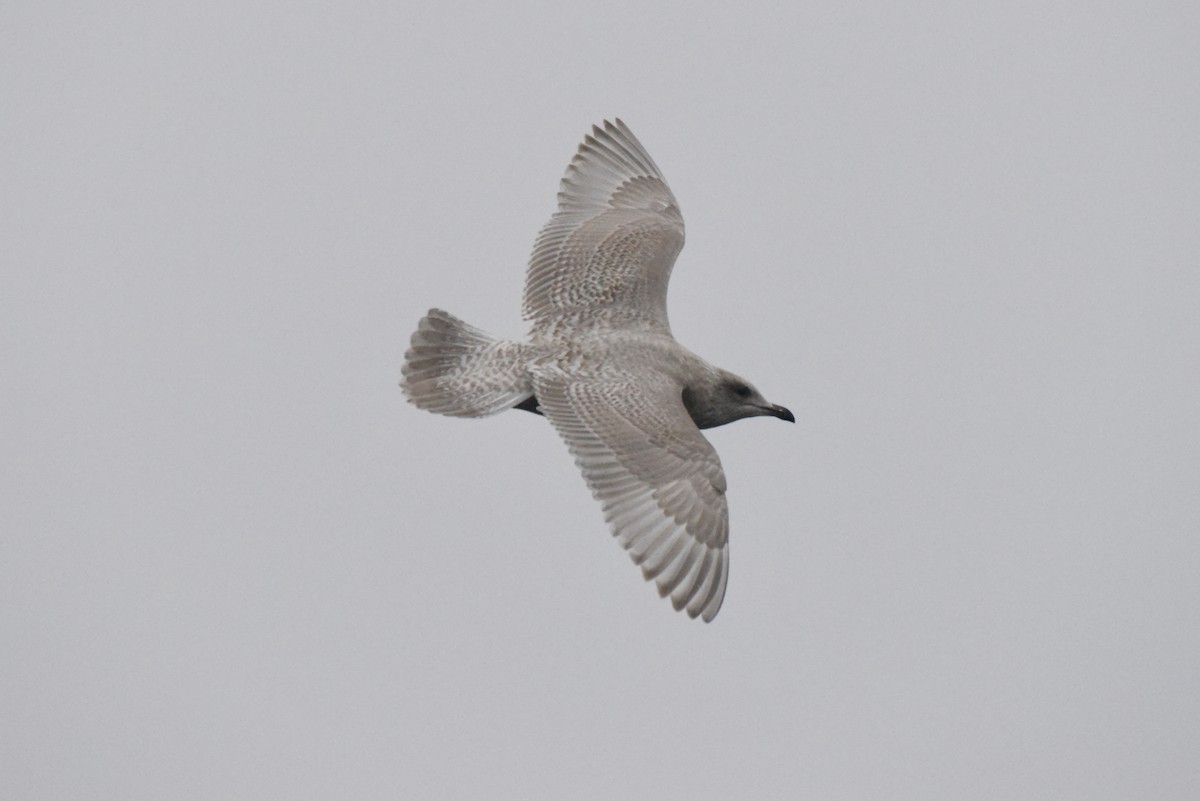 アイスランドカモメ（亜種 カナダカモメ） - ML646385214