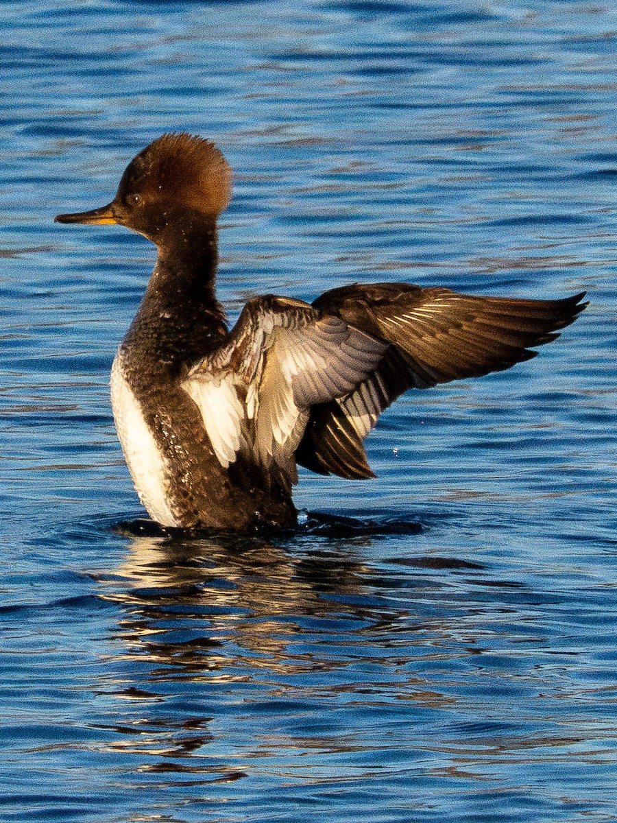 Hooded Merganser - ML646385215