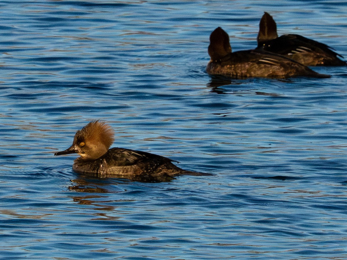 Hooded Merganser - ML646385216