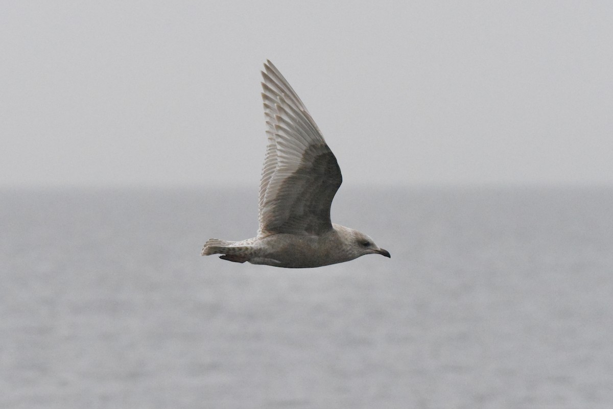 アイスランドカモメ（亜種 カナダカモメ） - ML646385217