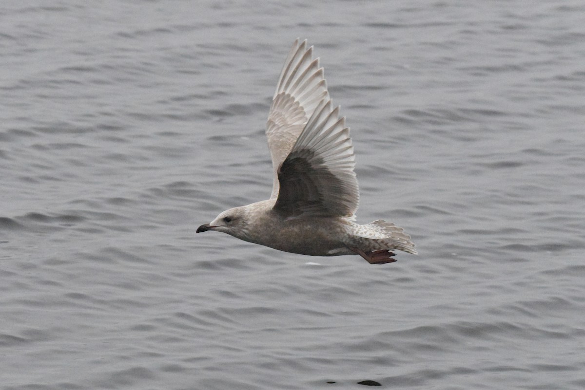 アイスランドカモメ（亜種 カナダカモメ） - ML646385218