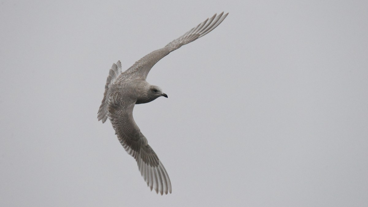 アイスランドカモメ（亜種 カナダカモメ） - ML646385219