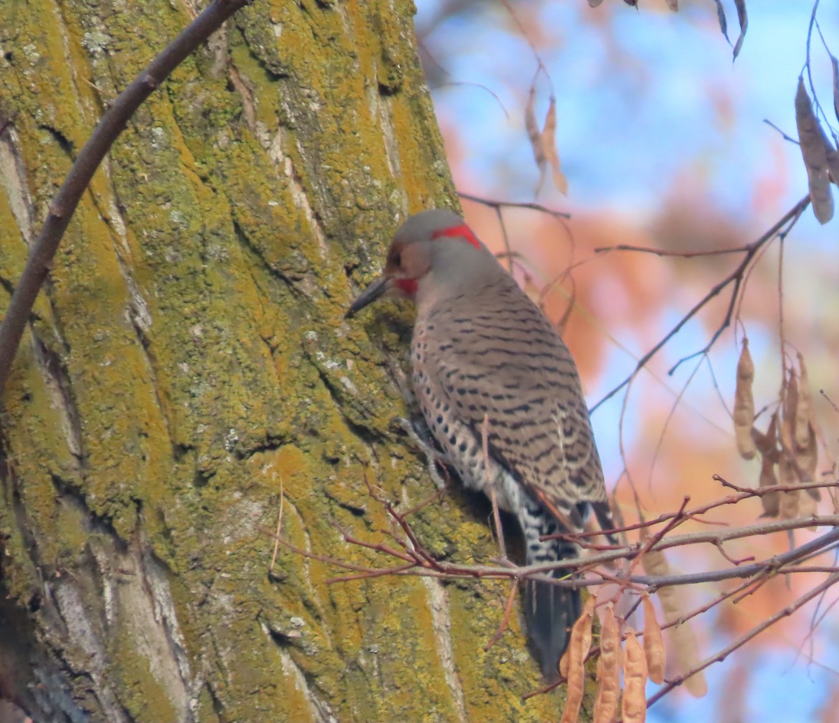 Northern Flicker (Yellow-shafted x Red-shafted) - ML646385222