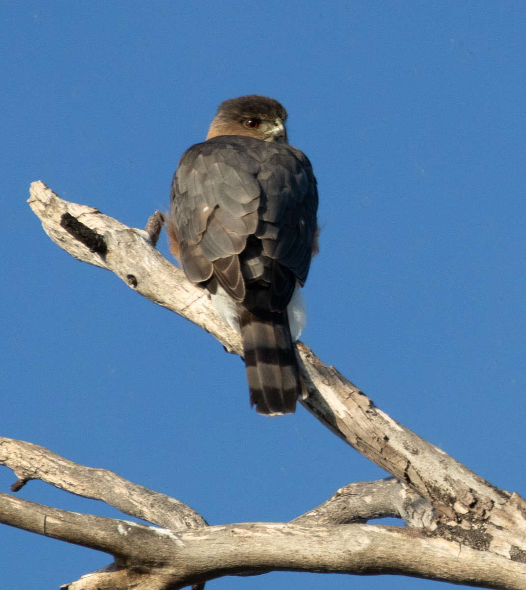 クーパーハイタカ - ML646385223