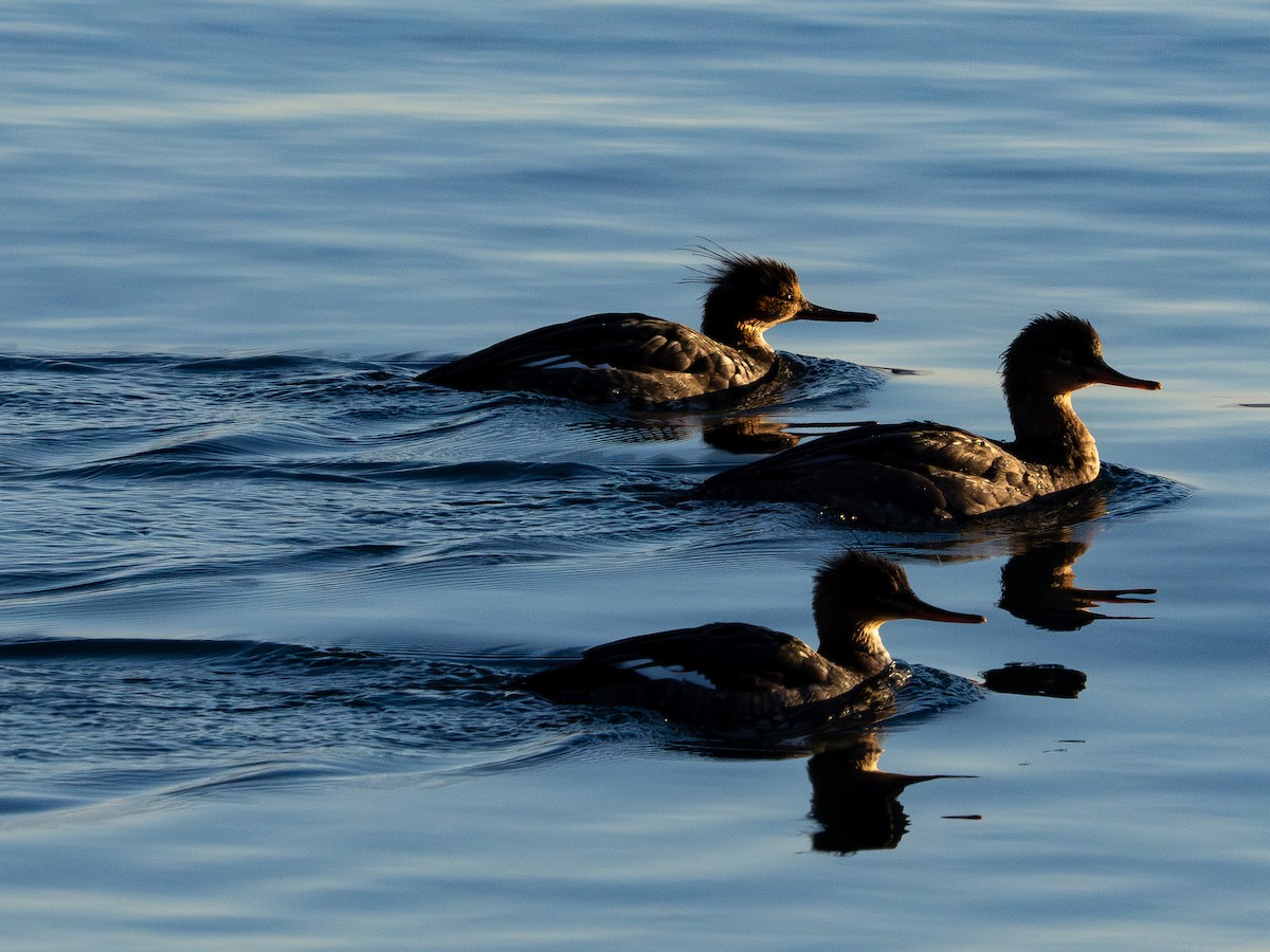 Red-breasted Merganser - ML646385224