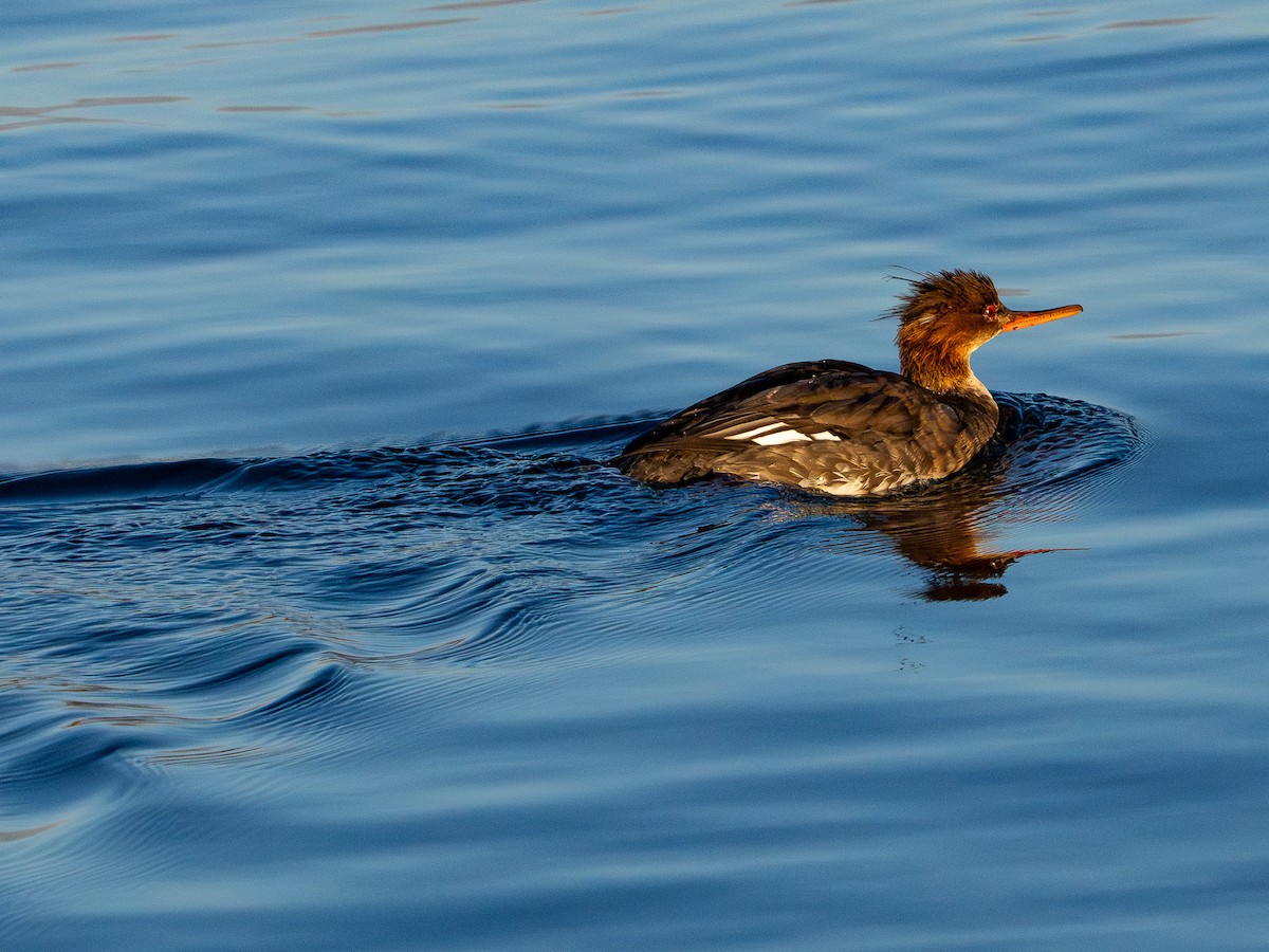 Red-breasted Merganser - ML646385225