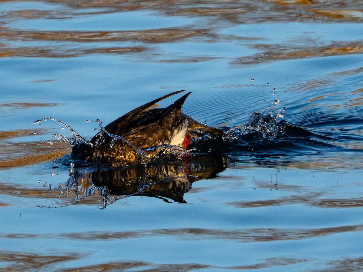 Red-breasted Merganser - ML646385226