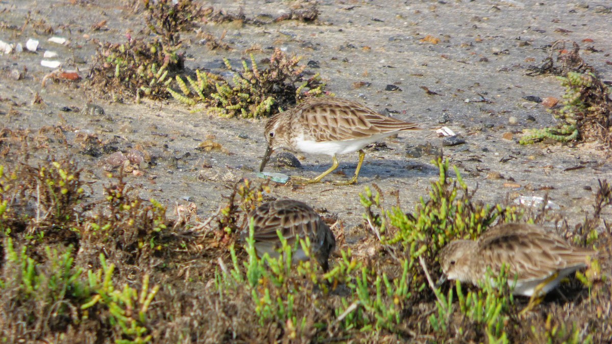 Least Sandpiper - ML646385227