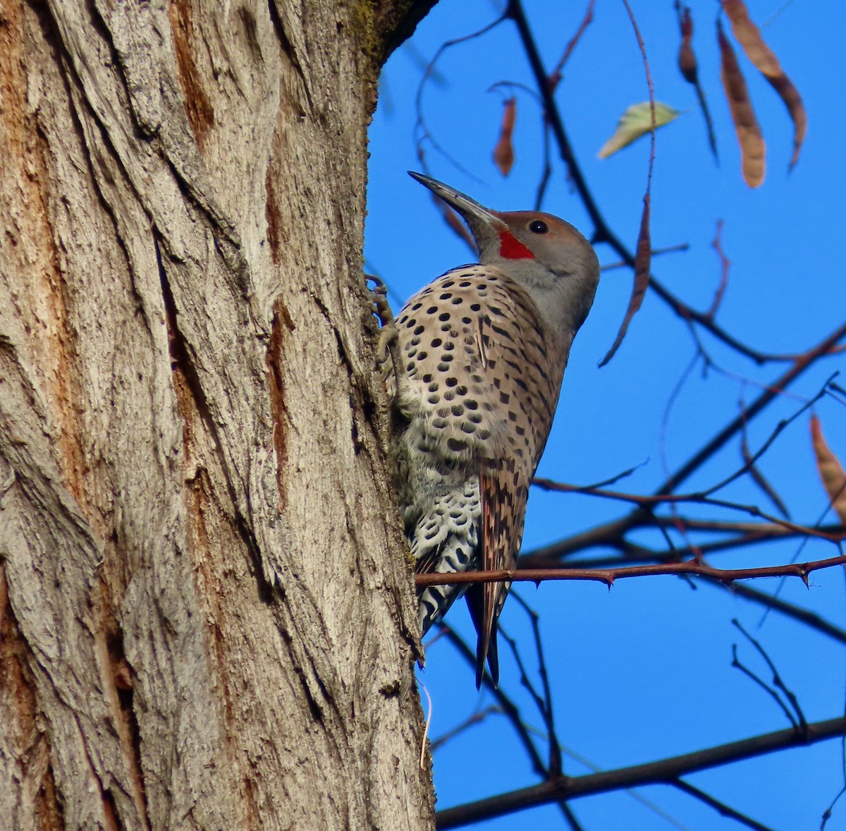 Northern Flicker - ML646385228