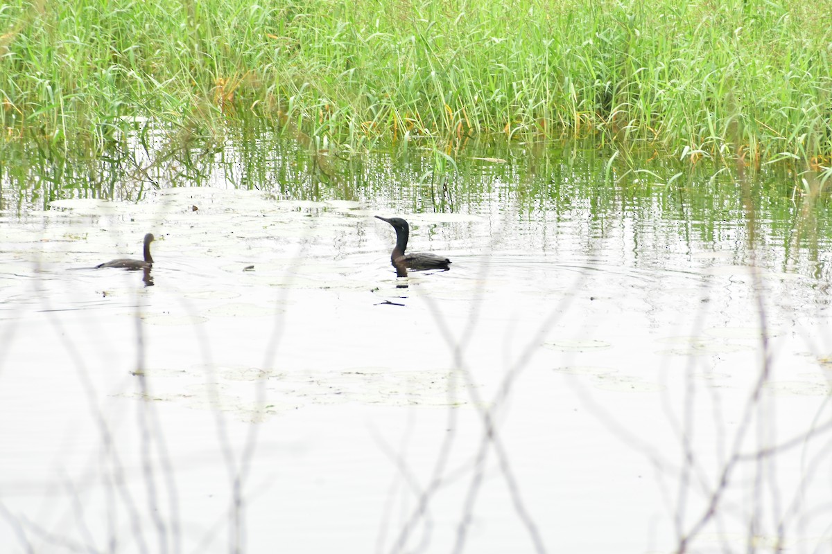 Indian Cormorant - ML646385229
