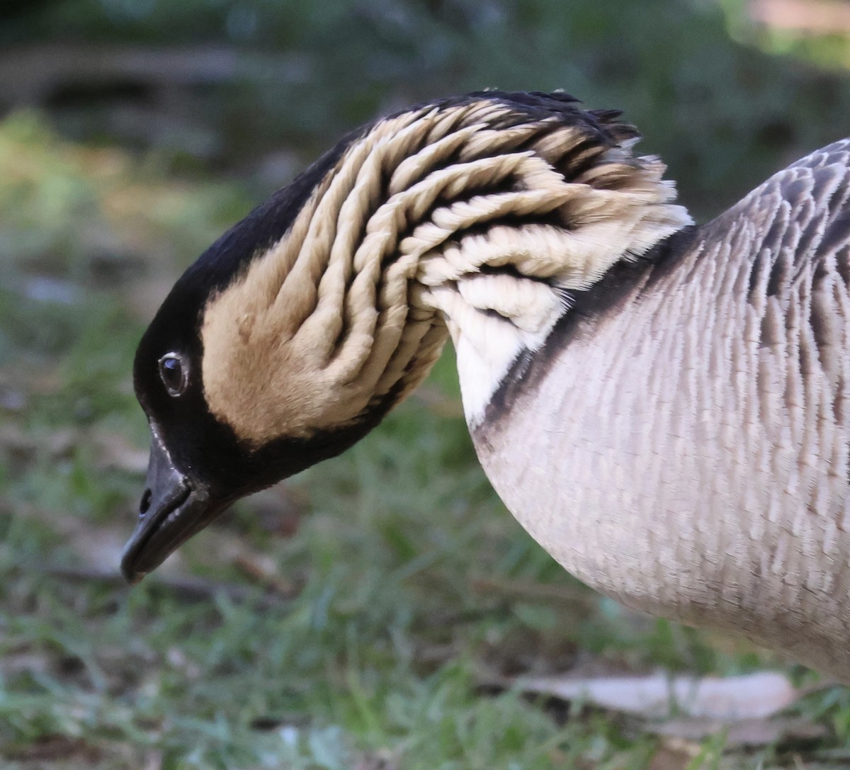 Hawaiian Goose - ML646385230