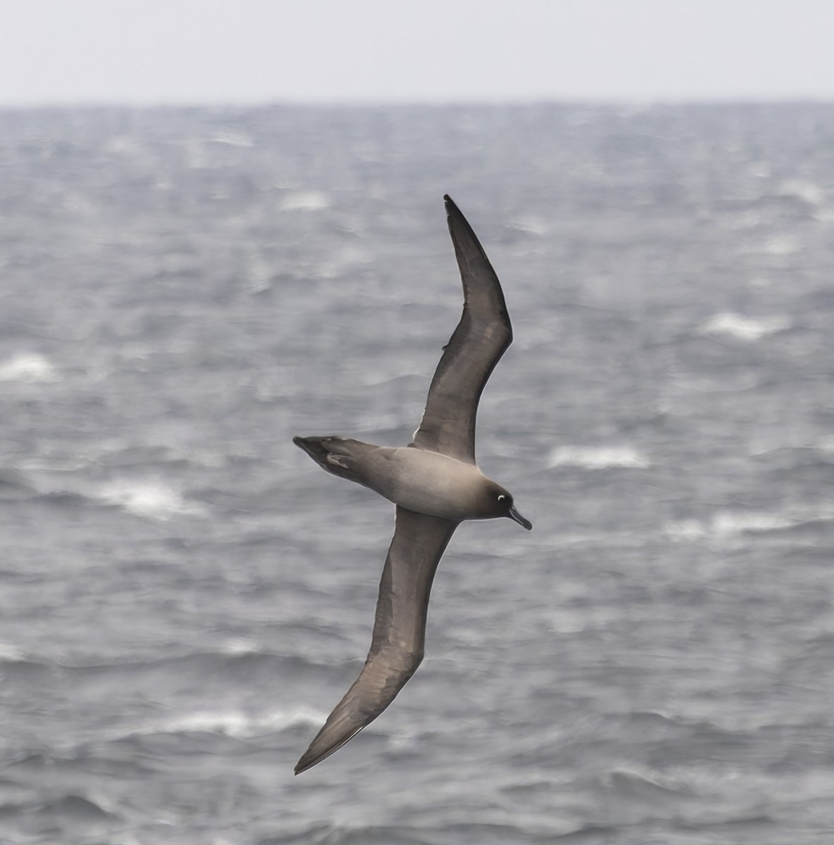 Light-mantled Albatross - ML646385231