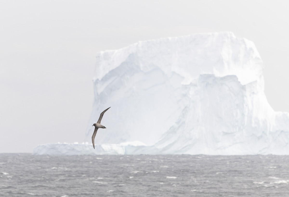 Light-mantled Albatross - ML646385233