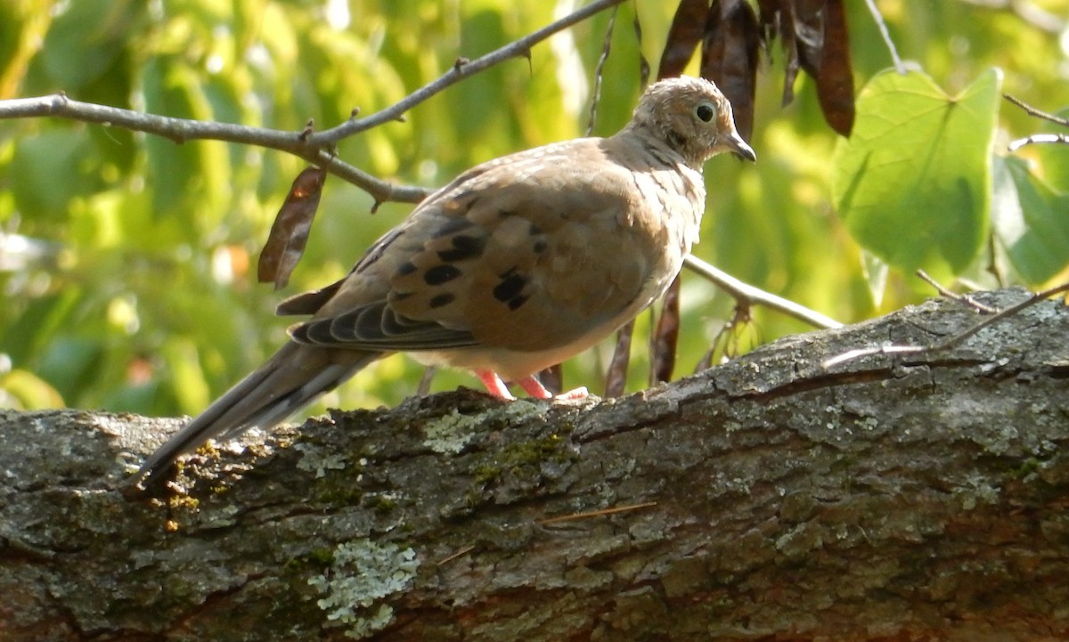 sørgedue - ML646385236