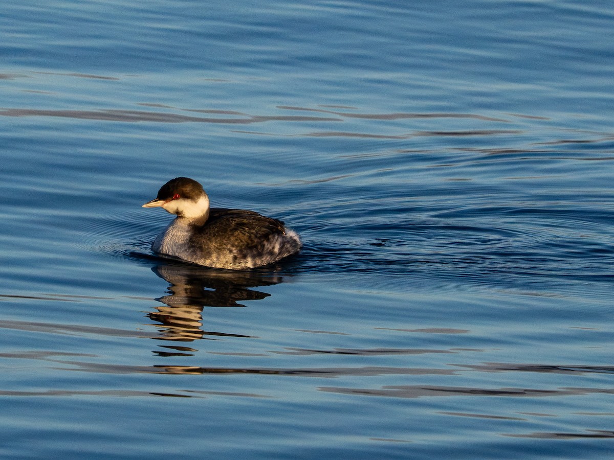 Txilinporta urrebelarria - ML646385240