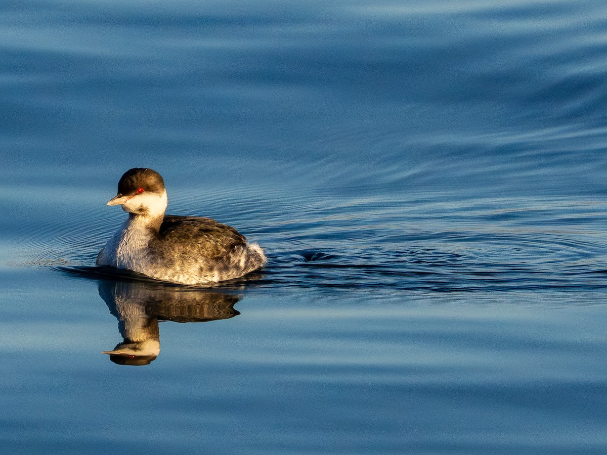 Txilinporta urrebelarria - ML646385241