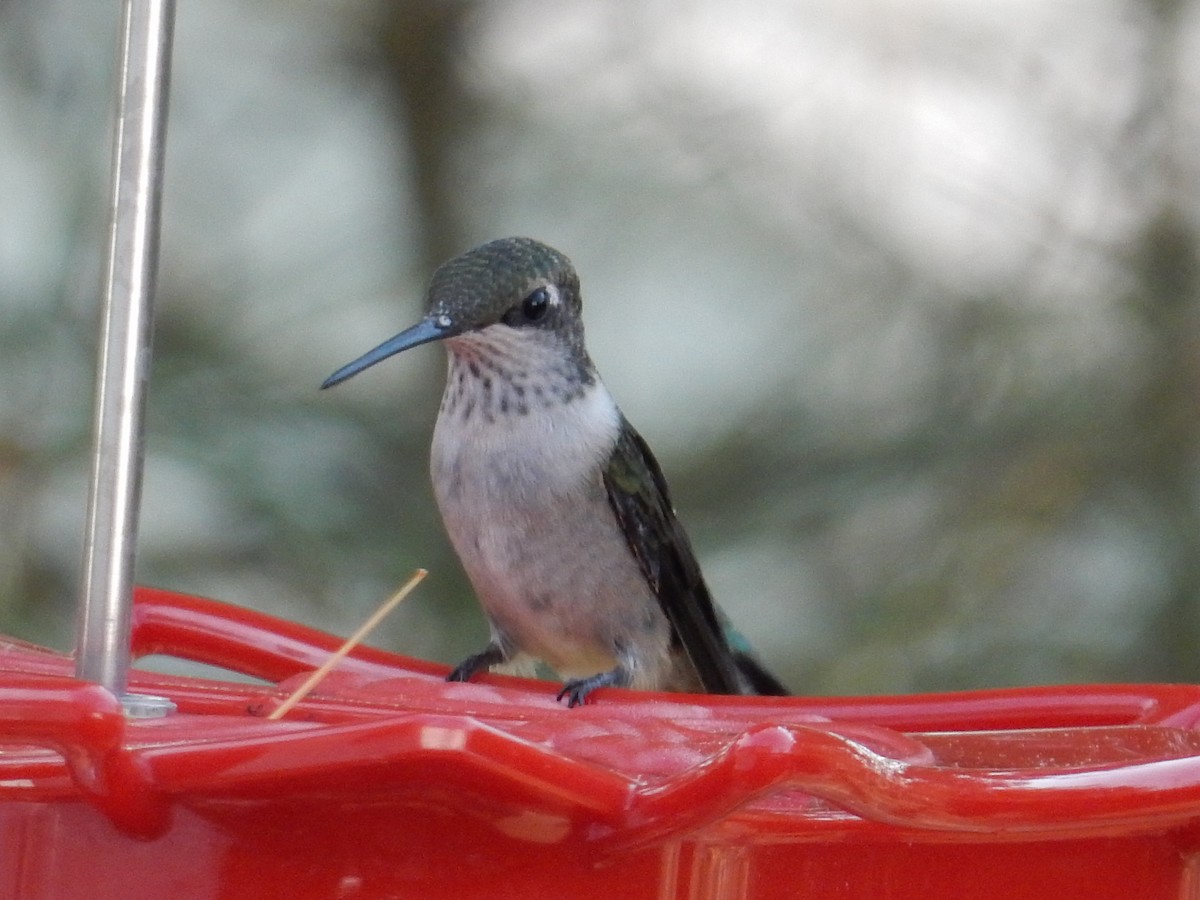 rubinstrupekolibri - ML646385242