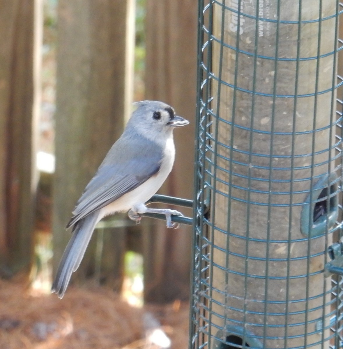 gråduskmeis - ML646385252