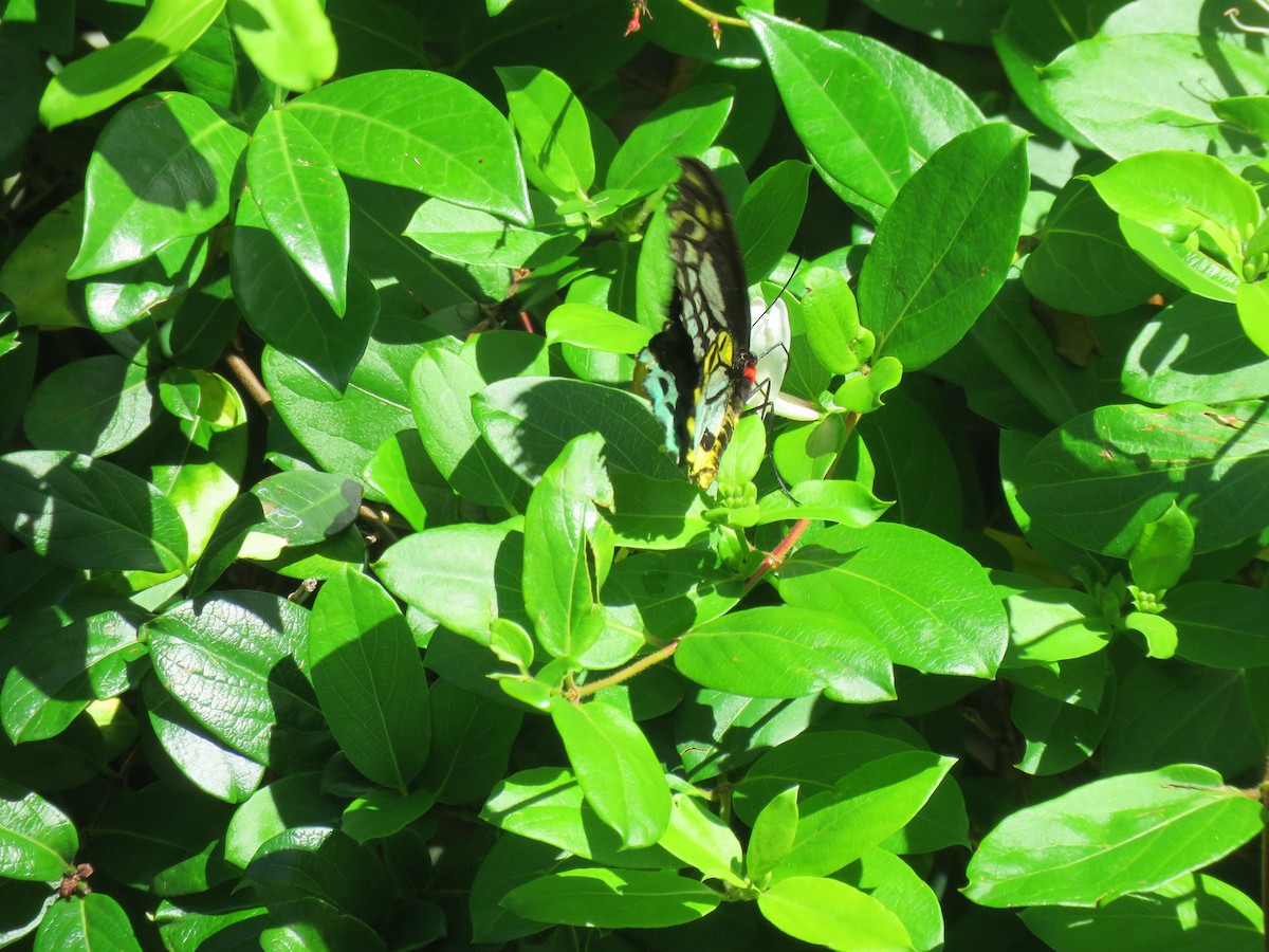 Richmond Birdwing - ML646385253