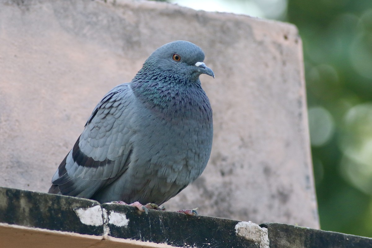 Rock Pigeon (Feral Pigeon) - ML646385268
