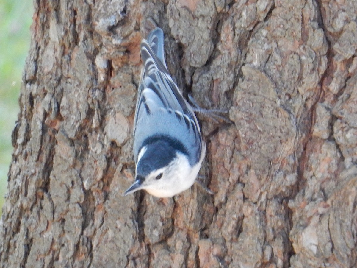 hvitbrystspettmeis - ML646385269