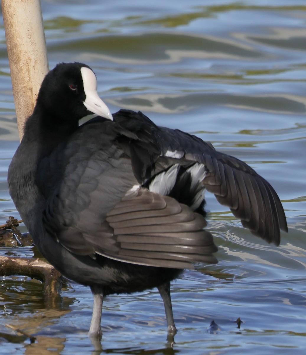 Hawaiian Coot - ML646385270