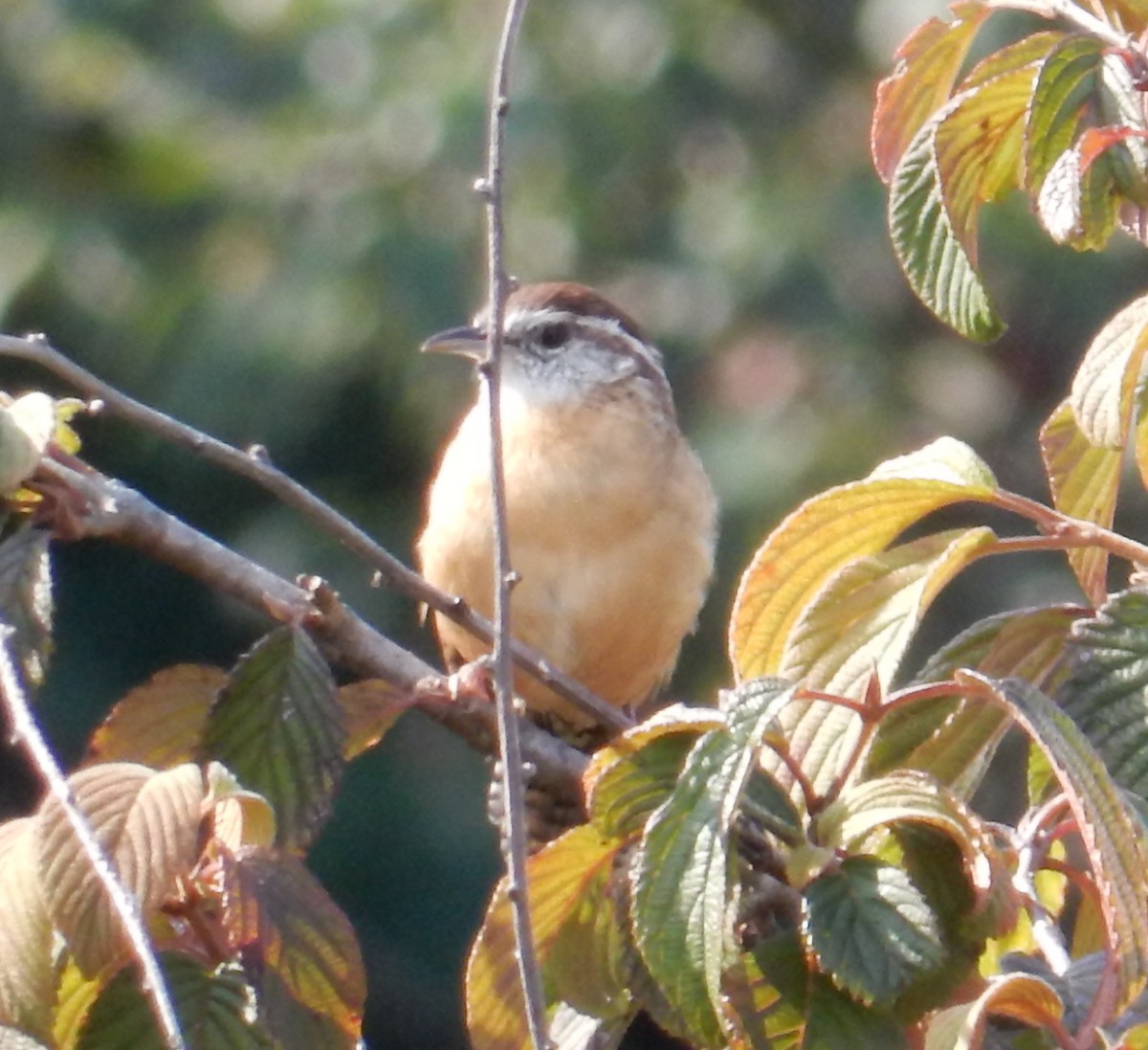 Carolina Wren - ML646385271