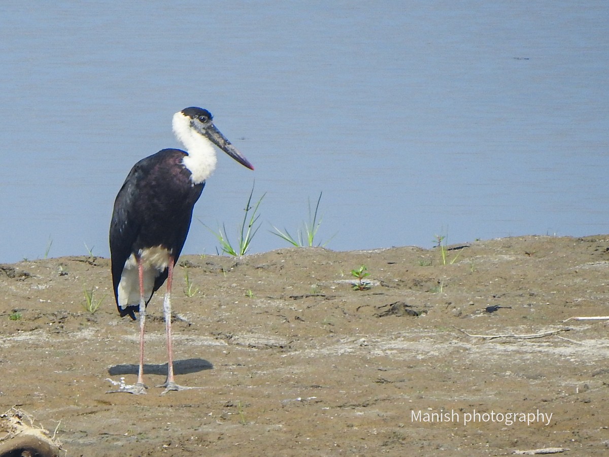 Asian Woolly-necked Stork - ML646385272