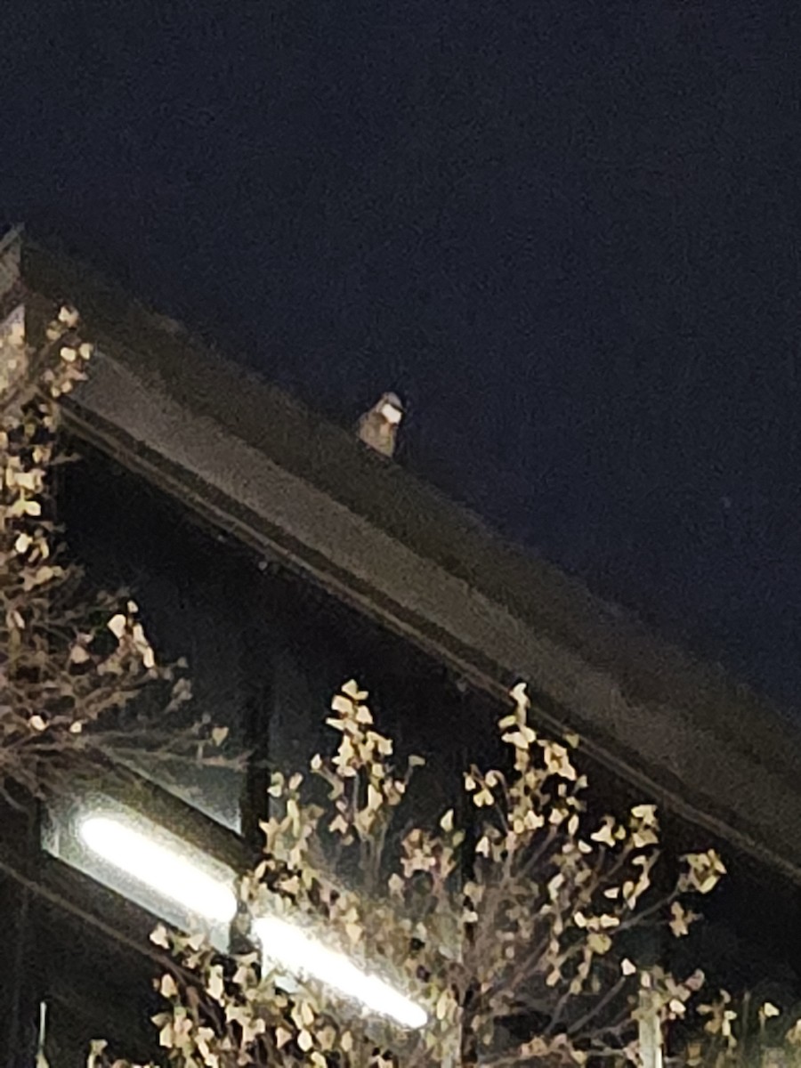 Great Horned Owl - ML646385273