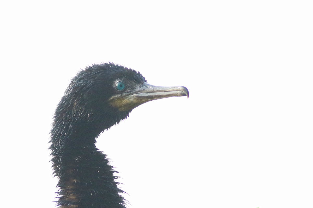 Indian Cormorant - ML646385275