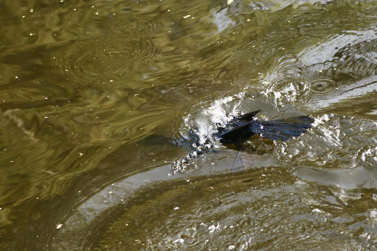Indian Cormorant - ML646385277