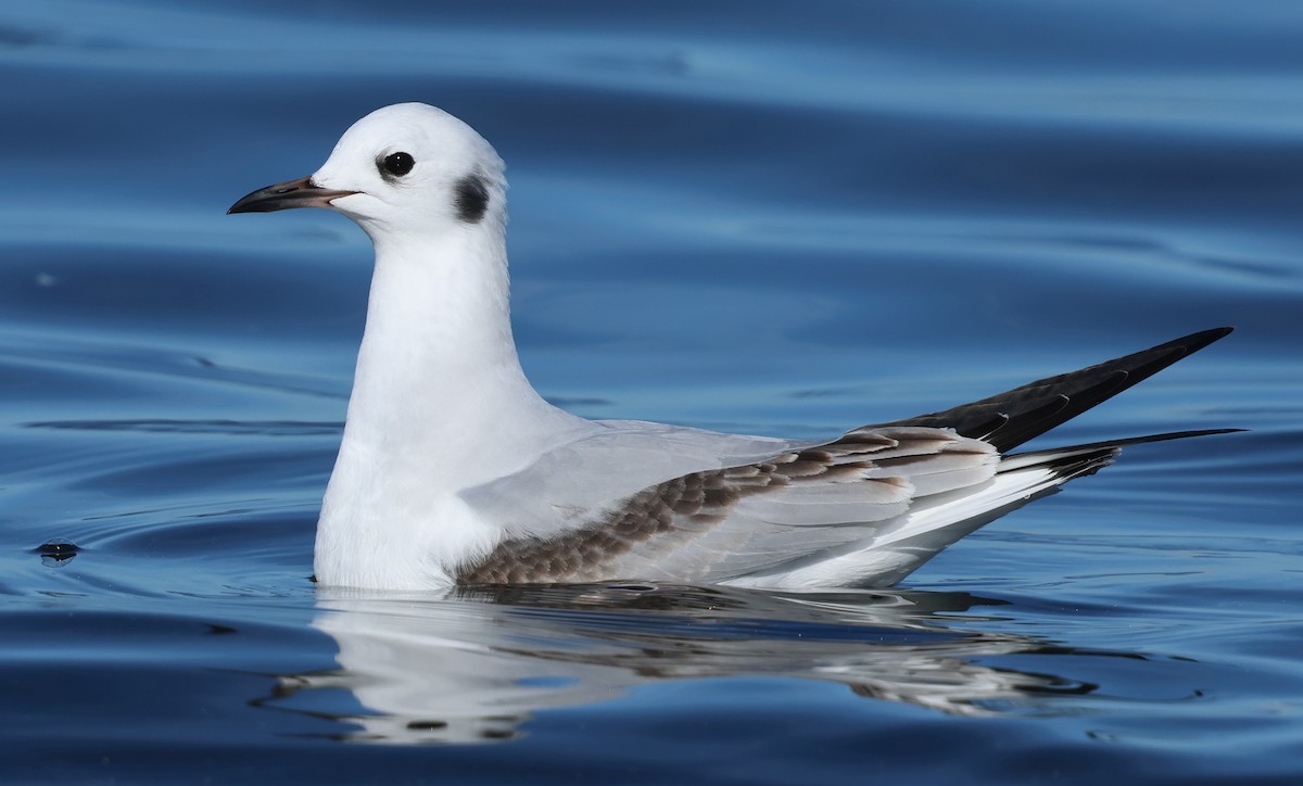 Bonaparte's Gull - ML646385278
