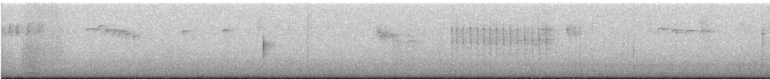 králíček americký - ML646385279