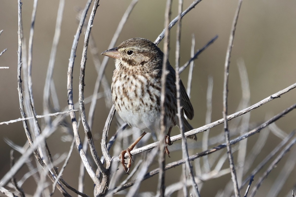 Savannah Sparrow (Large-billed) - ML646385280