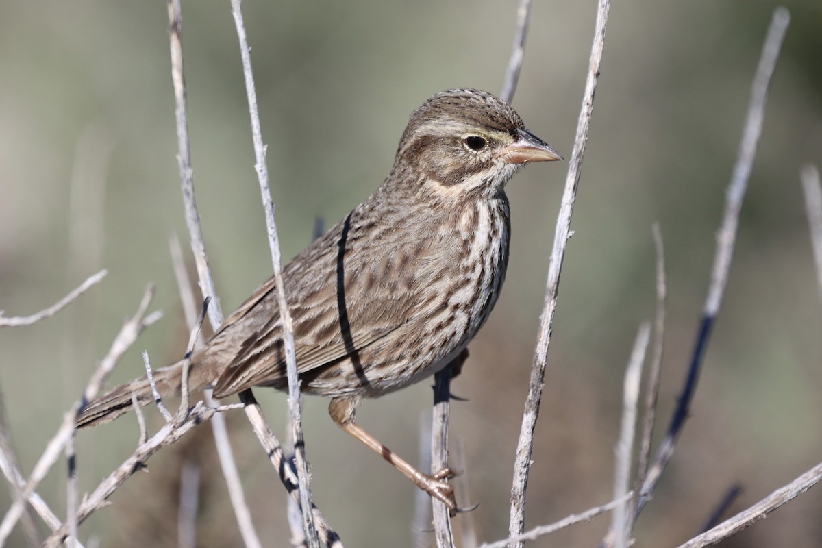 Savannah Sparrow (Large-billed) - ML646385281
