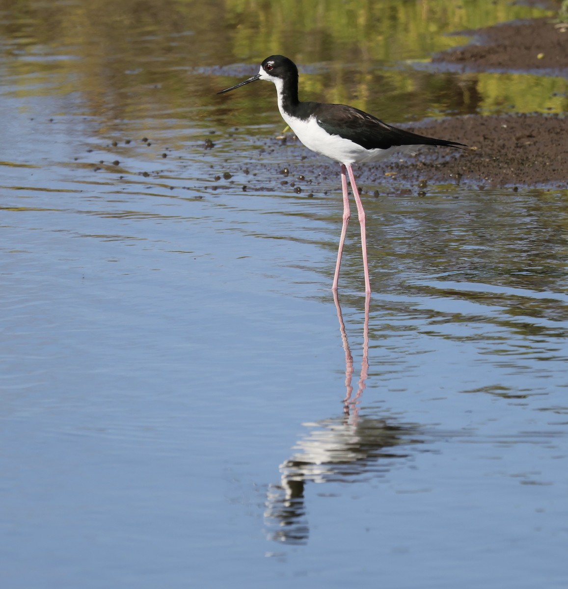 Black-necked Stilt (Hawaiian) - ML646385282