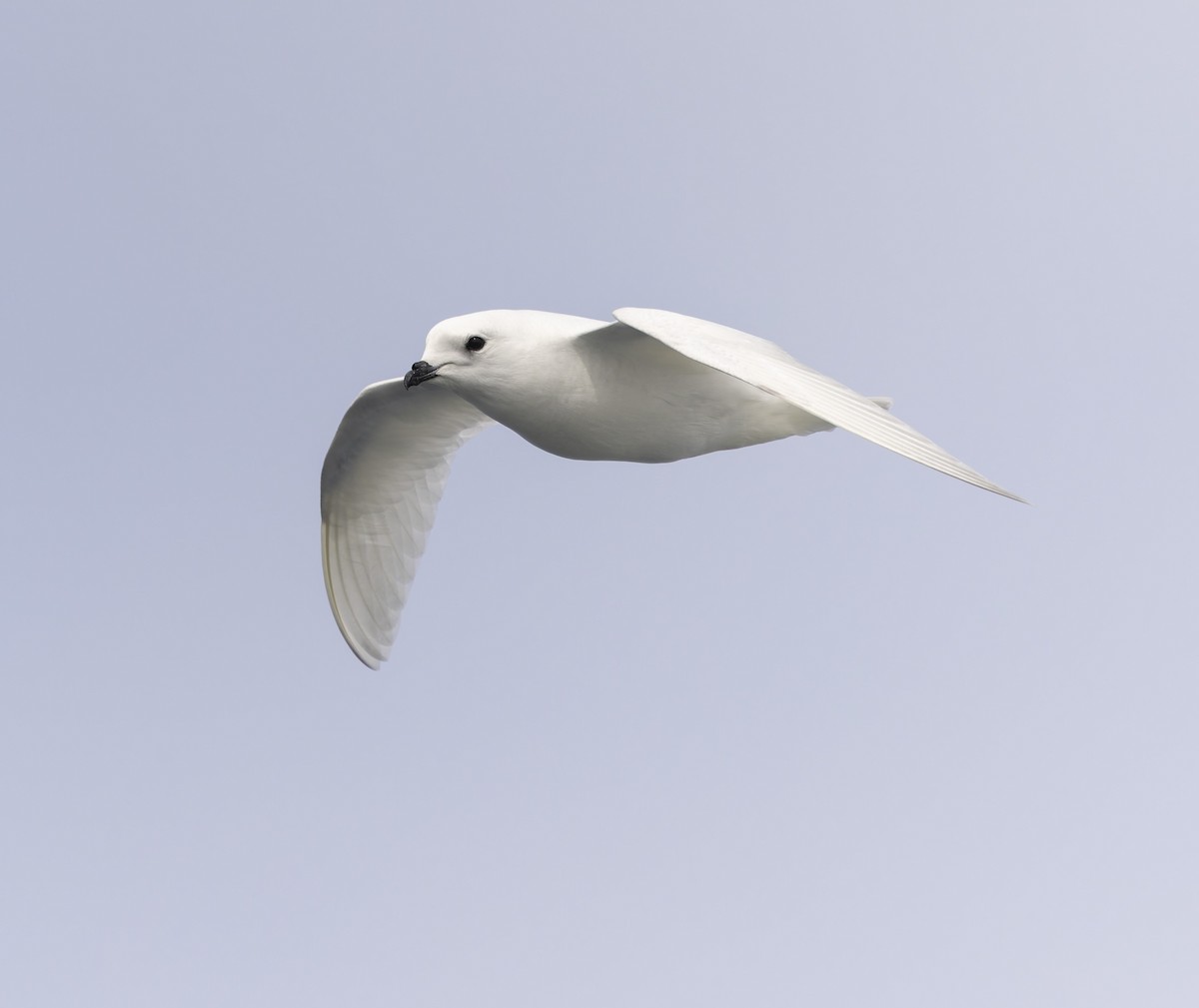 Snow Petrel - ML646385284