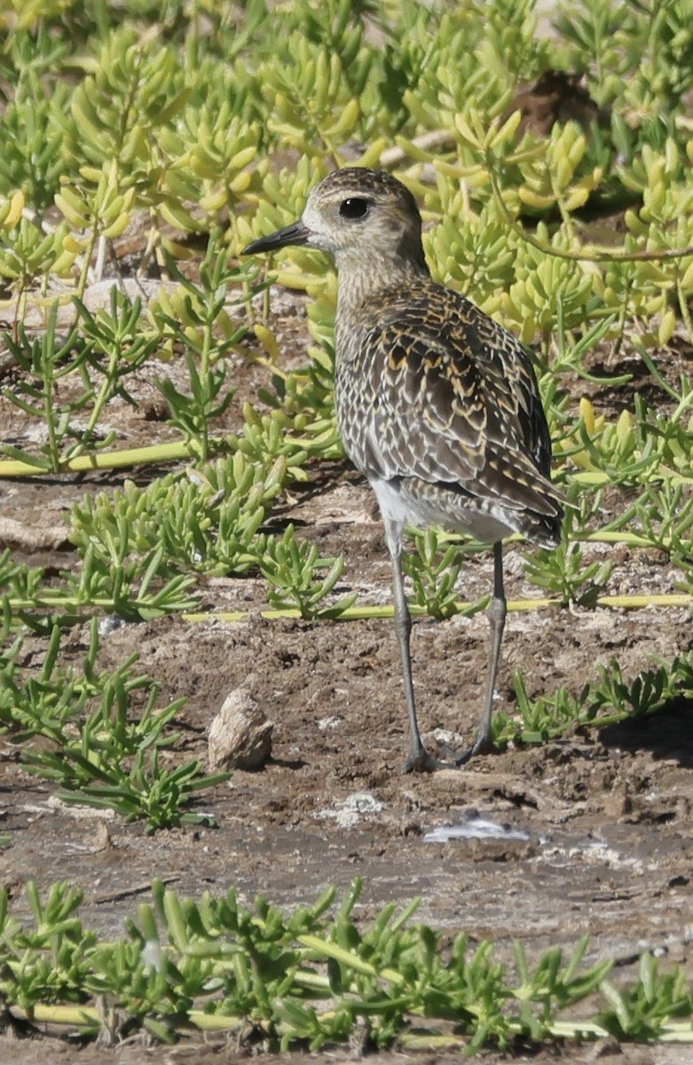 Pacific Golden-Plover - ML646385301