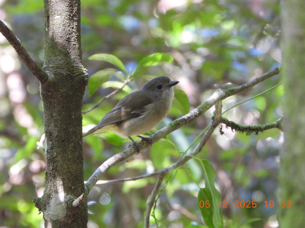 gullplystrer (pectoralis gr.) - ML646385304