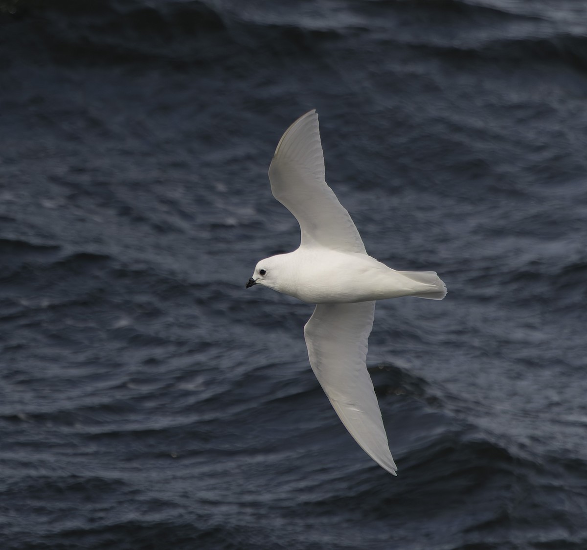 Snow Petrel - ML646385305