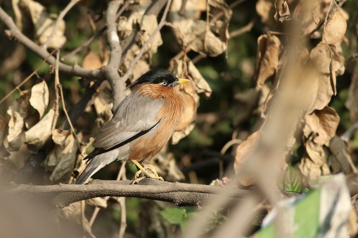 Brahminy Starling - ML646385306