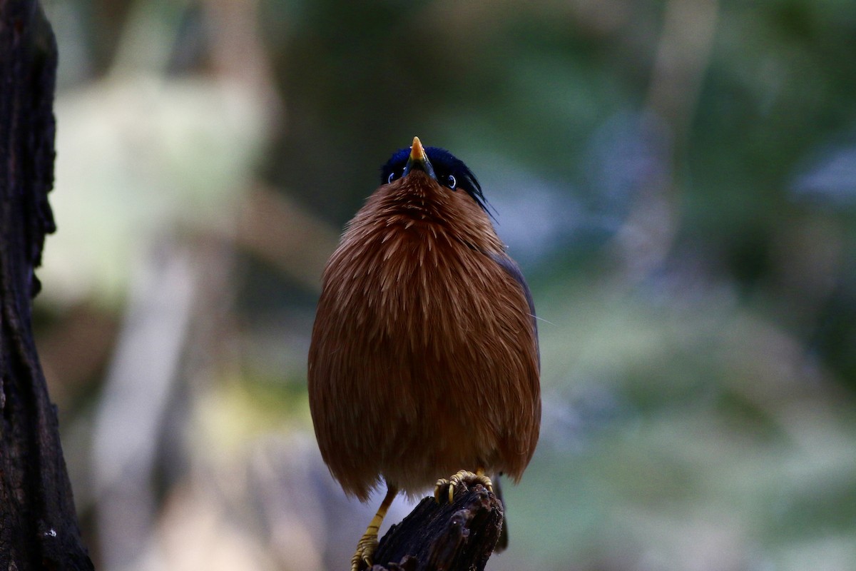 Brahminy Starling - ML646385307