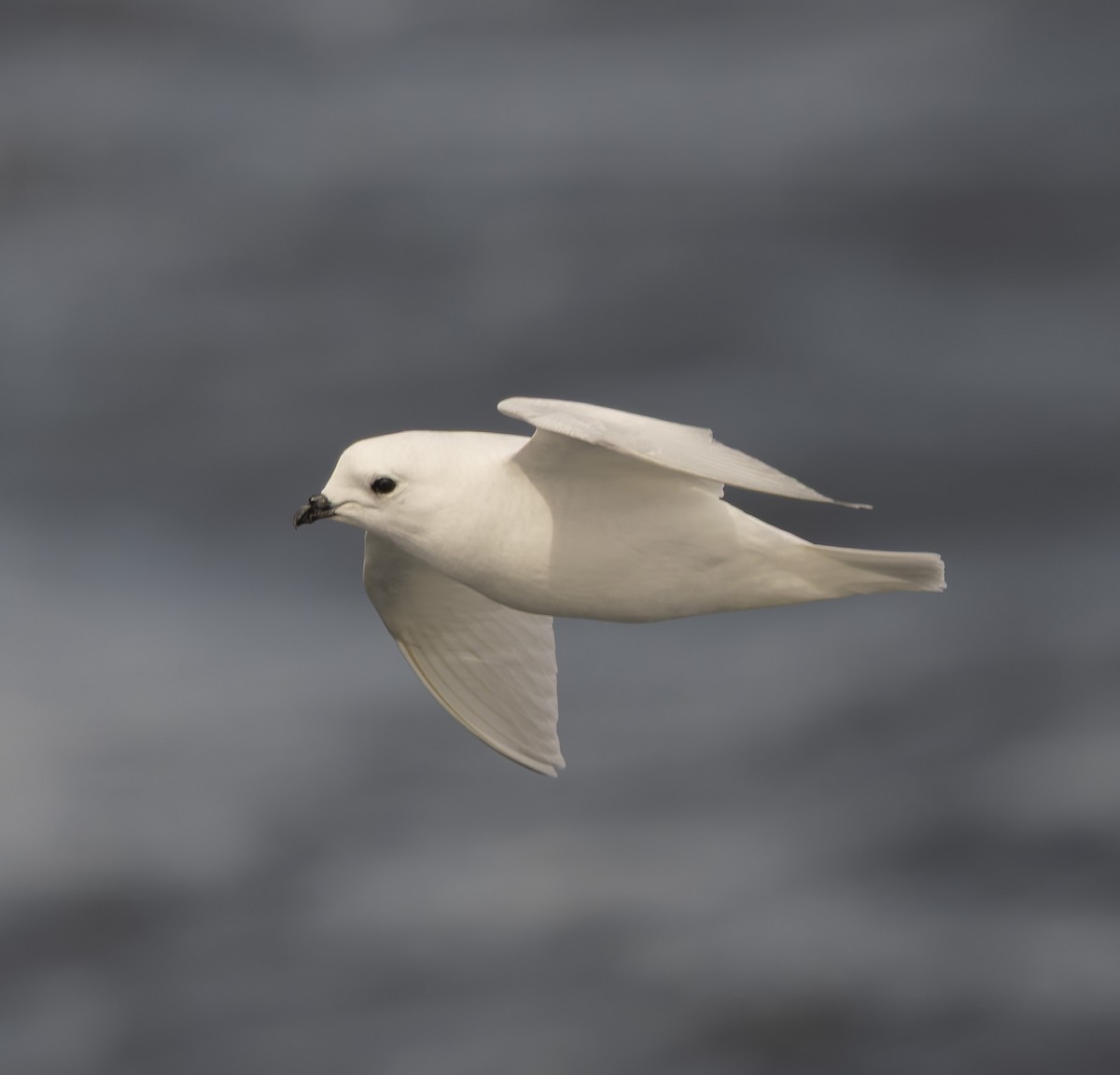 Snow Petrel - ML646385308