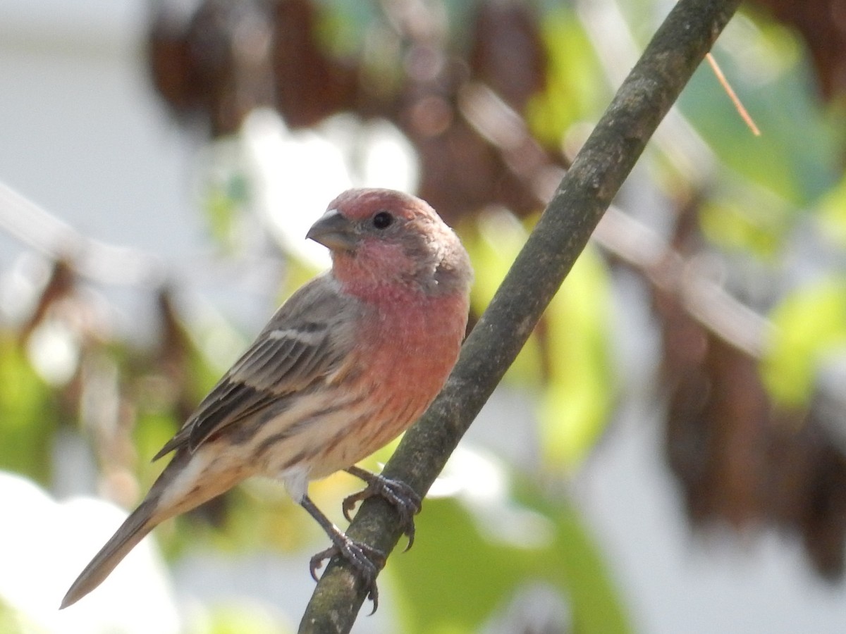 husrosenfink - ML646385309