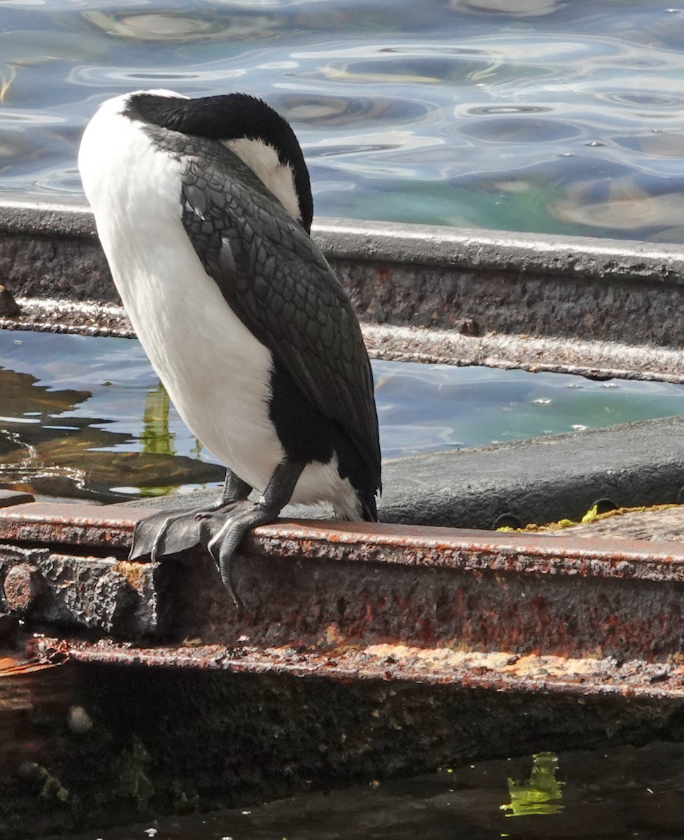 Pied Cormorant - ML646385310
