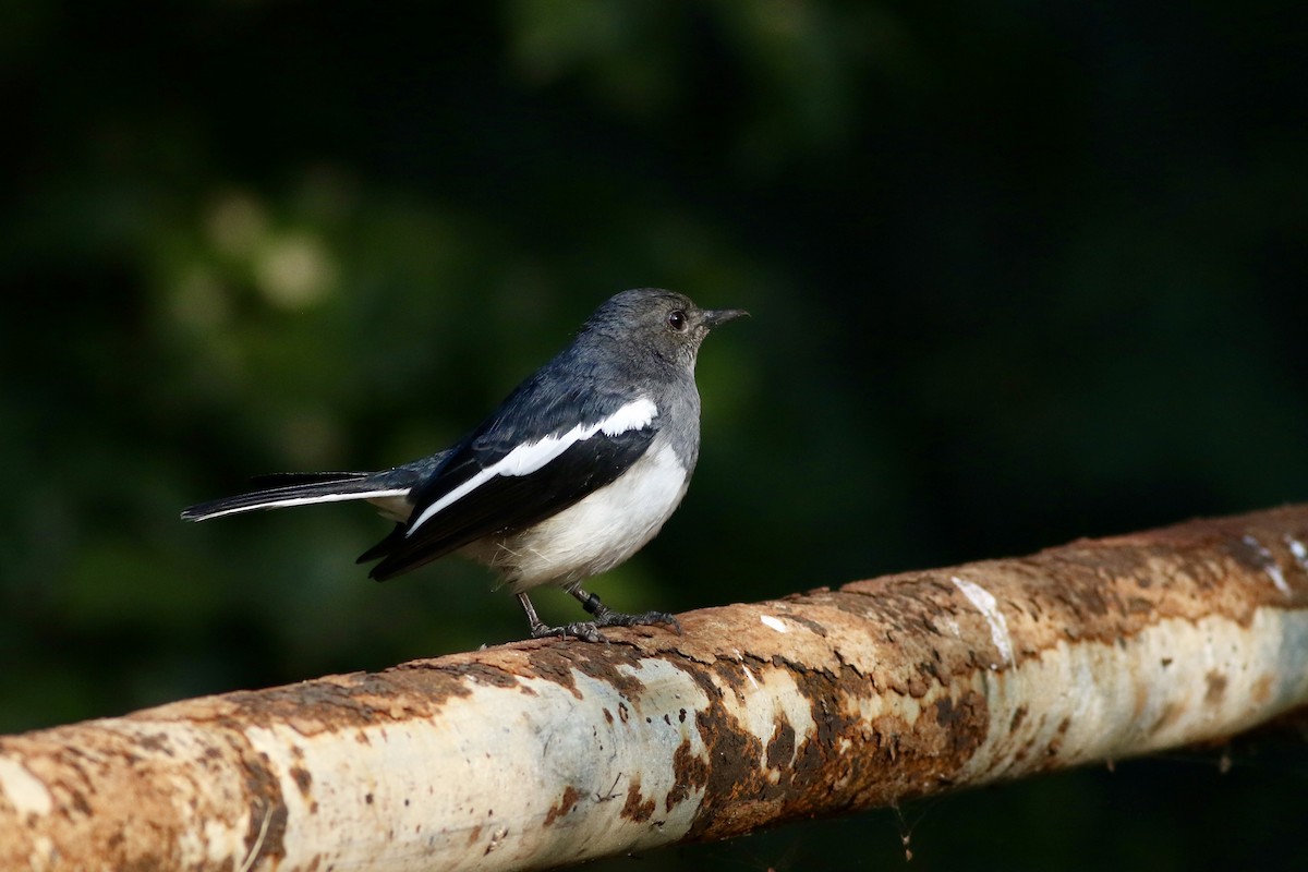 Oriental Magpie-Robin - ML646385311
